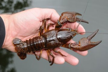 WIEDERANSIEDLUNG DES EDELKREBSES