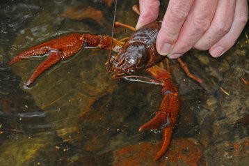 WIEDERANSIEDLUNG DES EDELKREBSES