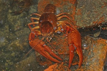 WIEDERANSIEDLUNG DES EDELKREBSES