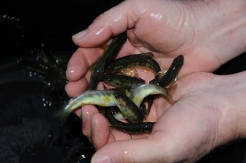 LACHSBESATZ AN DER EMS 2017