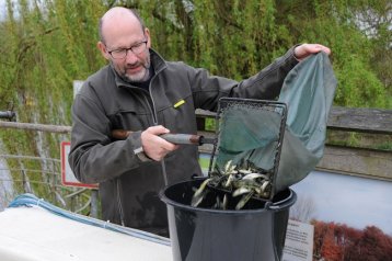 LACHSBESATZ AN DER EMS 2017