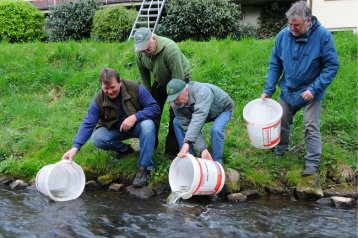 LACHSBESATZ AN DER EMS 2017