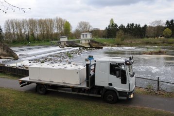 LACHSBESATZ AN DER EMS 2017