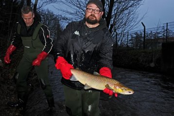 LACHS- UND MEERFORELLEN-MONITORING 2017