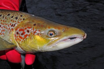 LACHS- UND MEERFORELLEN-MONITORING 2017