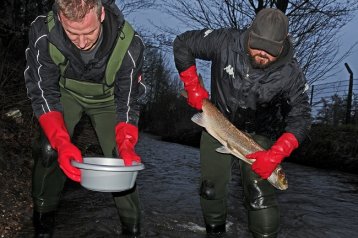 LACHS- UND MEERFORELLEN-MONITORING 2017