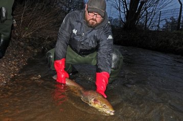 LACHS- UND MEERFORELLEN-MONITORING 2017