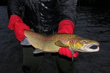 LACHS- UND MEERFORELLEN-MONITORING 2017