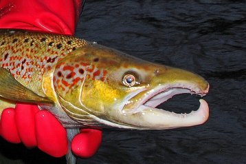 LACHS- UND MEERFORELLEN-MONITORING 2017