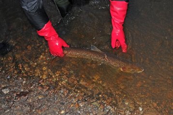 LACHS- UND MEERFORELLEN-MONITORING 2017