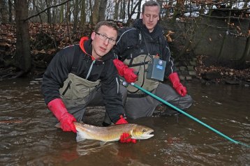 WANDERSALMONIDEN-MONITORING