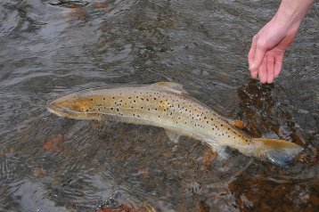 WANDERSALMONIDEN-MONITORING