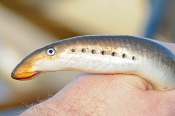 Neunauge aus der Ems