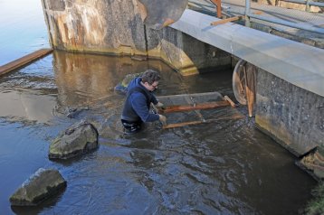 Neunauge aus der Ems