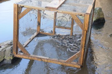 Neunauge aus der Ems