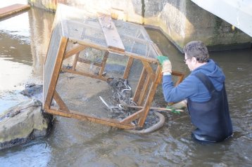 Neunauge aus der Ems