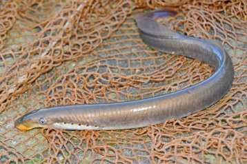 Neunauge aus der Ems