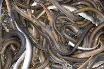 Neunauge aus der Ems