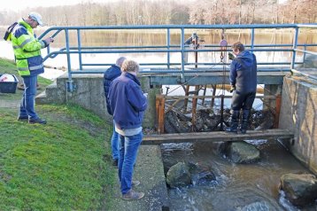 Neunauge aus der Ems