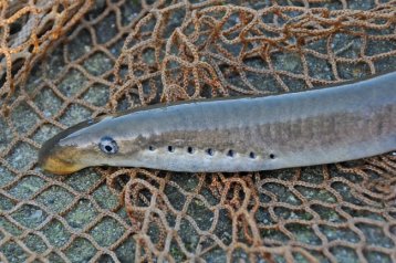 Neunauge aus der Ems