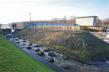 Neunauge aus der Ems